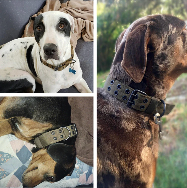 Durable Tactical Dog Collar